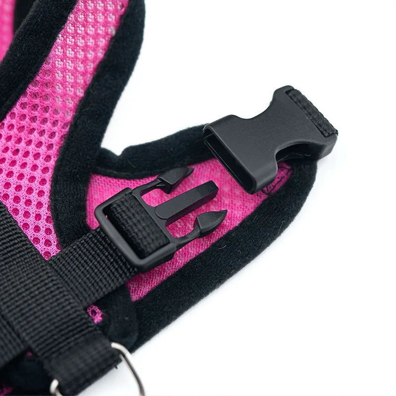 Summer Pet Harness & Leash Set